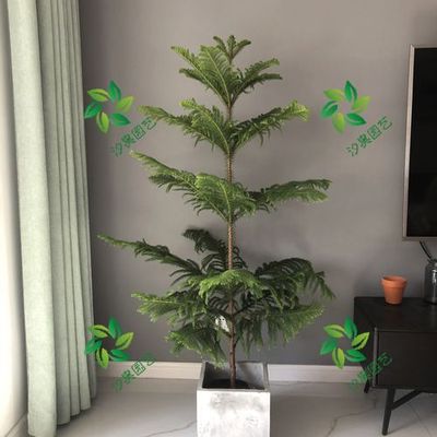 南洋杉