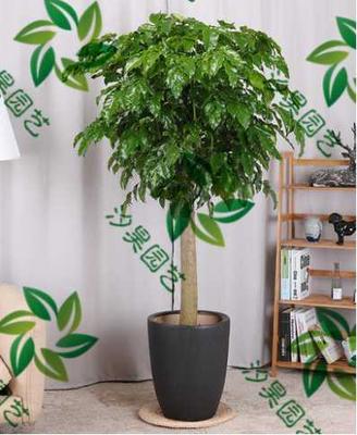 单杆绿宝树