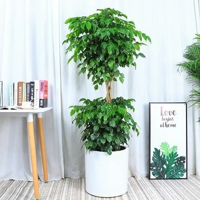 双层绿宝树