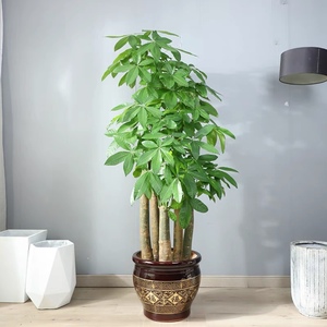 多杆发财树