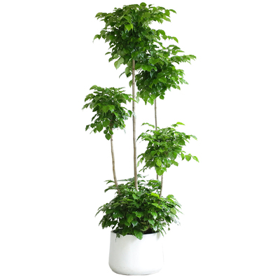 多层绿宝树