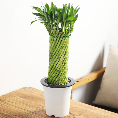 节节高-风生水起（小）