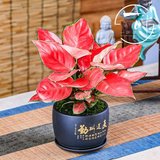 吉利红如意
