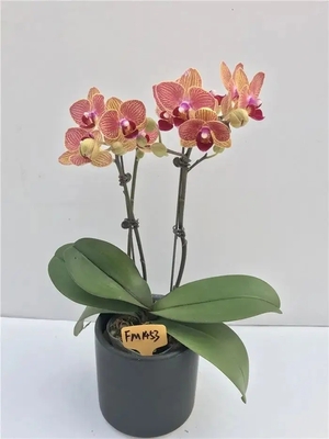 彩斑蝴蝶兰（小花）