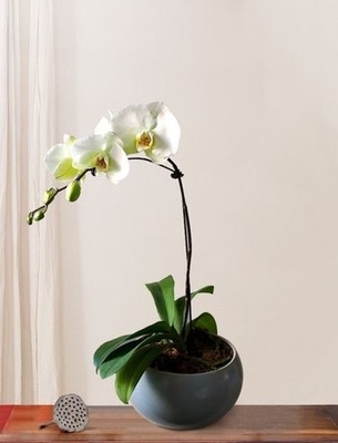 白蝴蝶兰（大花）