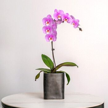 粉蝴蝶兰（大花）