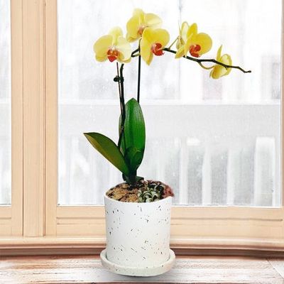 黄蝴蝶兰（大花）