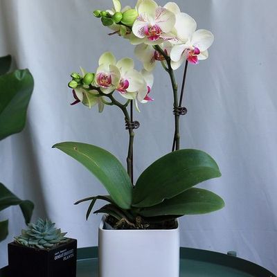 黄鹂蝴蝶兰（小花）