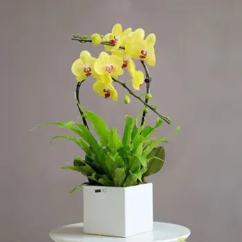 黄蝴蝶兰（小花）