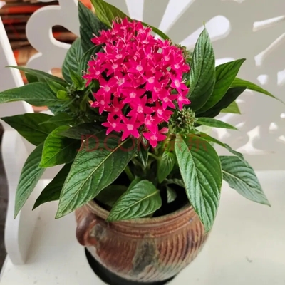 五星花