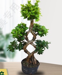 8字榕树盆景