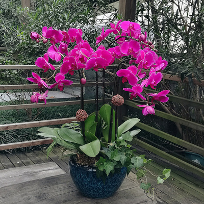 红色蝴蝶兰（6支大花）