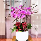 粉蝴蝶兰（10株大花）