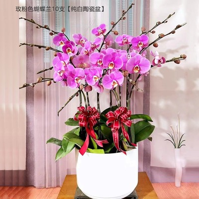 粉蝴蝶兰（10株大花）