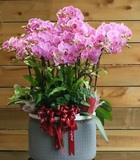 粉蝴蝶兰（8株小花）