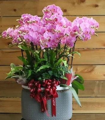 粉蝴蝶兰（8株小花）