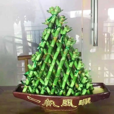 富贵竹一帆风顺