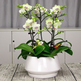蝴蝶兰（3株小花）