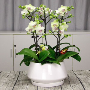 蝴蝶兰（3株小花）