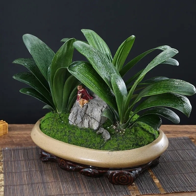 君子兰（三拼）