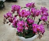 小飞象蝴蝶兰（6株小花）