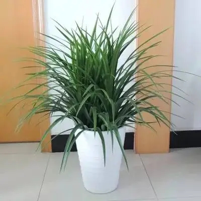 多头龙血树