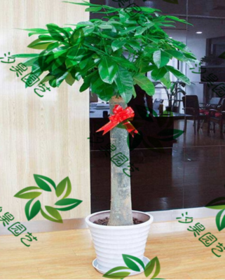 单杆发财树