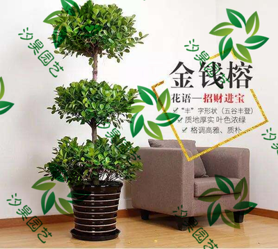 金钱榕