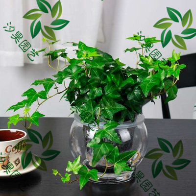 水培常春藤