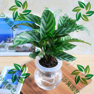 水培翠叶竹芋