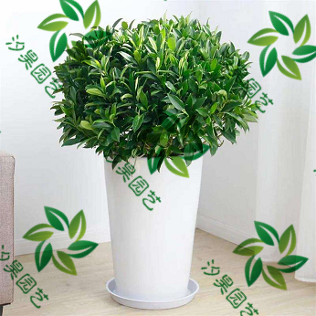 非洲茉莉