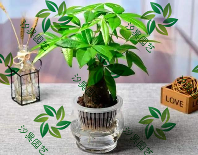 水培发财树