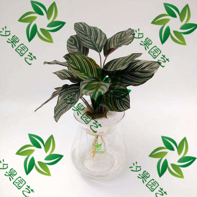 水培双线竹芋
