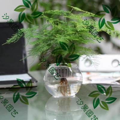 水培文竹