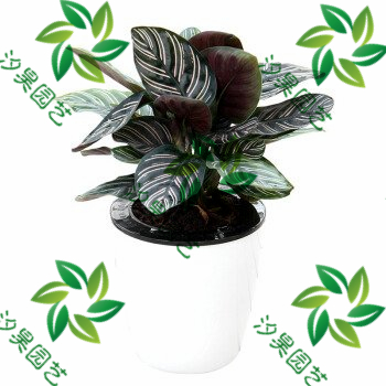 双线竹芋