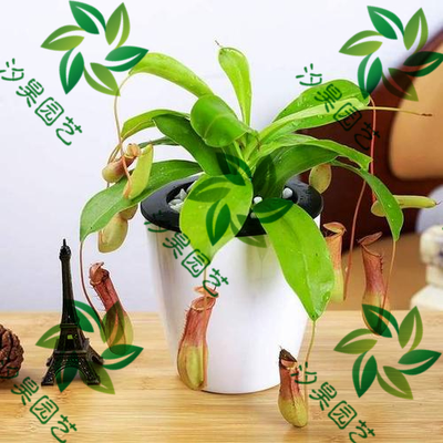 猪笼草