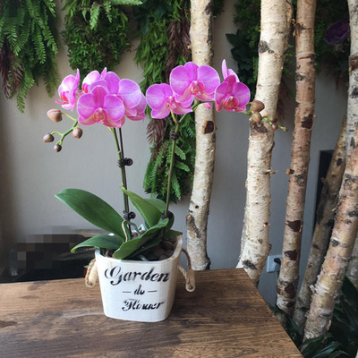 粉蝴蝶兰（2株大花） 