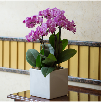 粉蝴蝶兰（2株迷你小花）