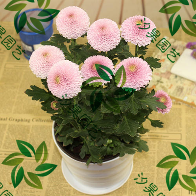 乒乓菊