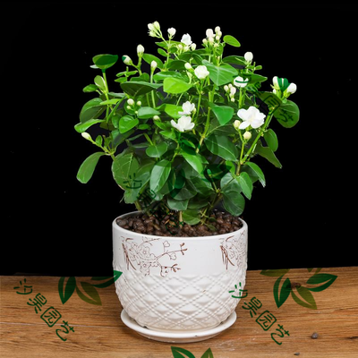 茉莉