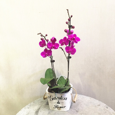 红蝴蝶兰（迷你小花）