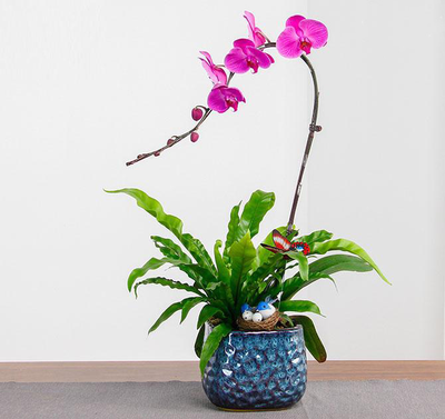 红蝴蝶兰（大花）