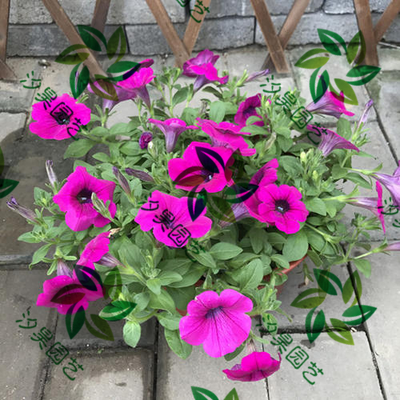 牵牛花