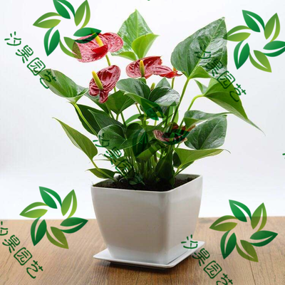 小红掌