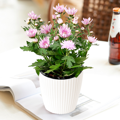 小菊花