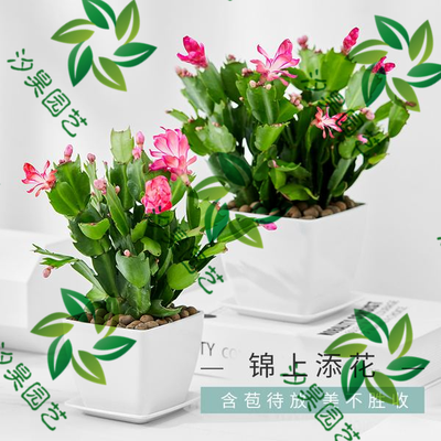蟹爪兰