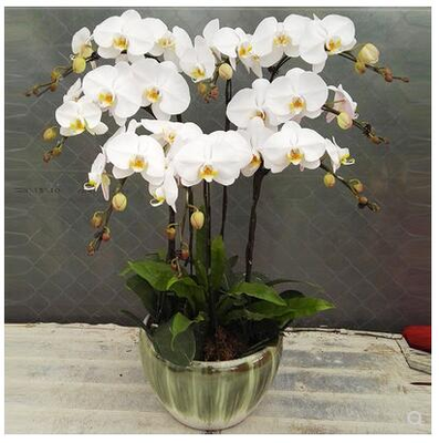 白蝴蝶兰盆景（8株大花）