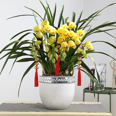 大花蕙兰（红粉黄色系）