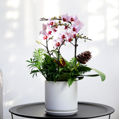 白粉蝴蝶兰盆景（3株小花）