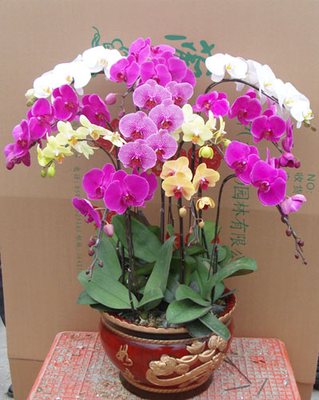 混色蝴蝶兰（10株大花）